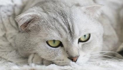 AYX体育官网-AC米兰在意甲积分追平国际米兰，争夺榜首，意甲新赛季ac米兰比赛