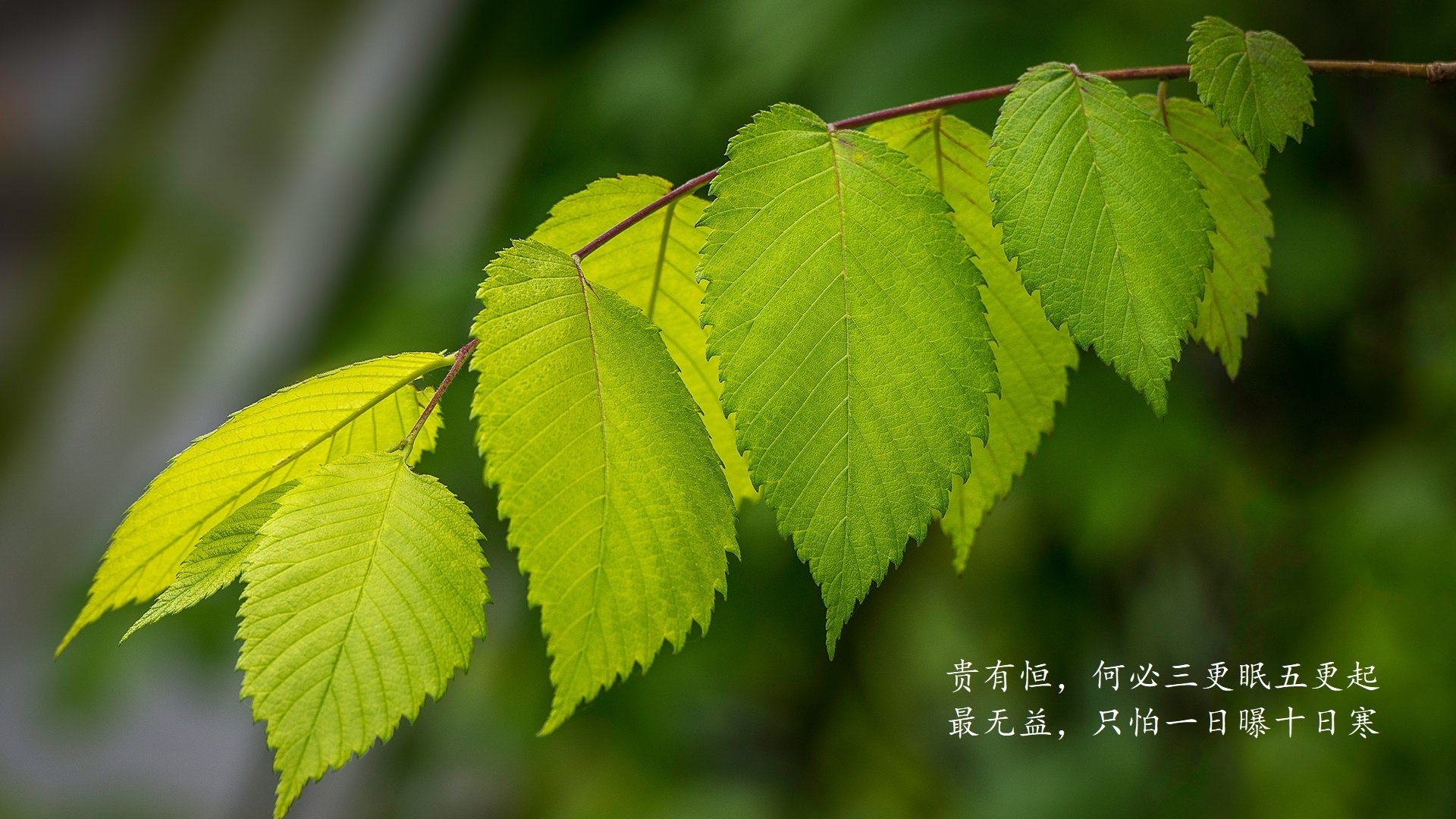 赛季超级巨星大比拼：谁能成为年度最有影响力的球员？，2021nba超级巨星有哪些