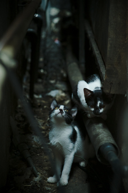国家女篮备战亚运会蓄势待发,亚运会女子篮球中国队