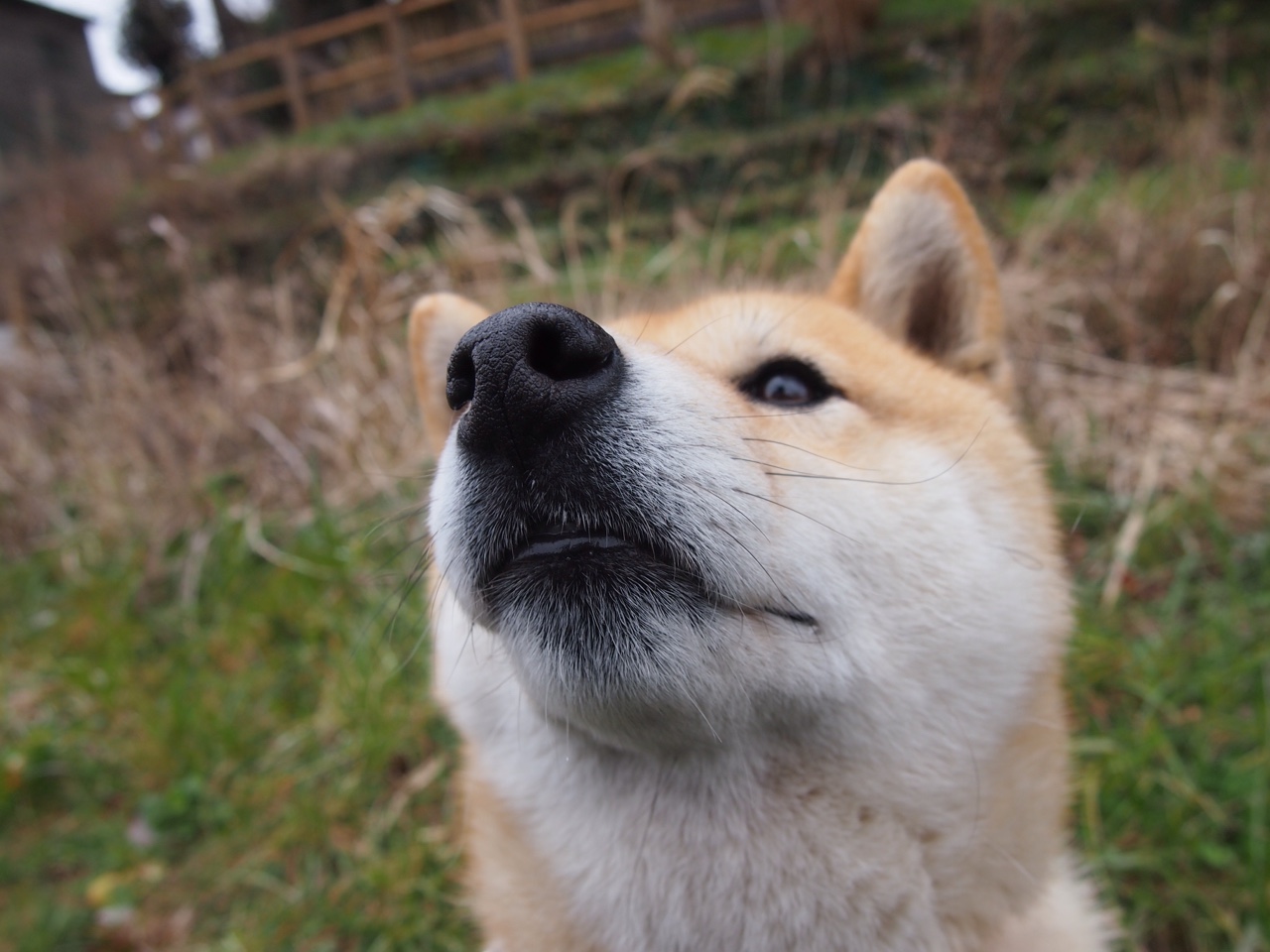 国家队长期缺乏技术分析团队支持,国家队队长有什么用